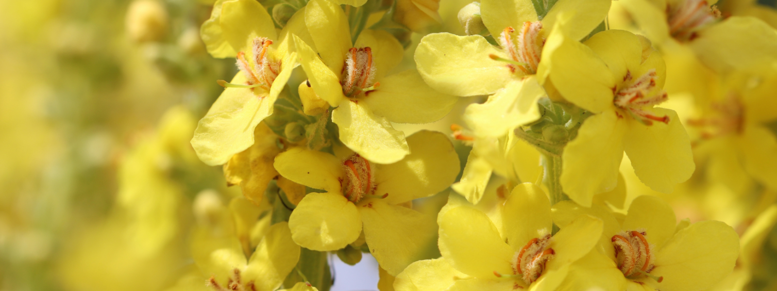 Benefits of Mullein Extracts