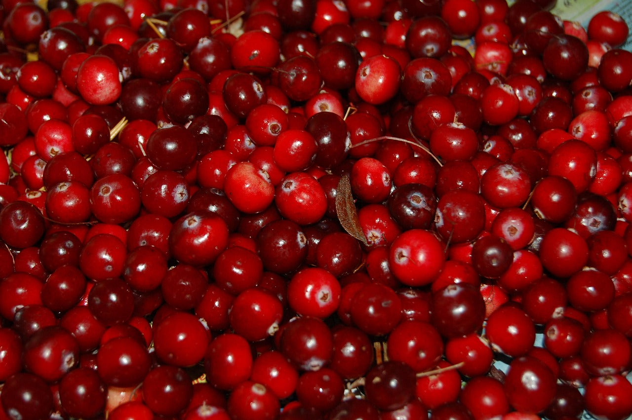Benefits of Cranberry Supplements