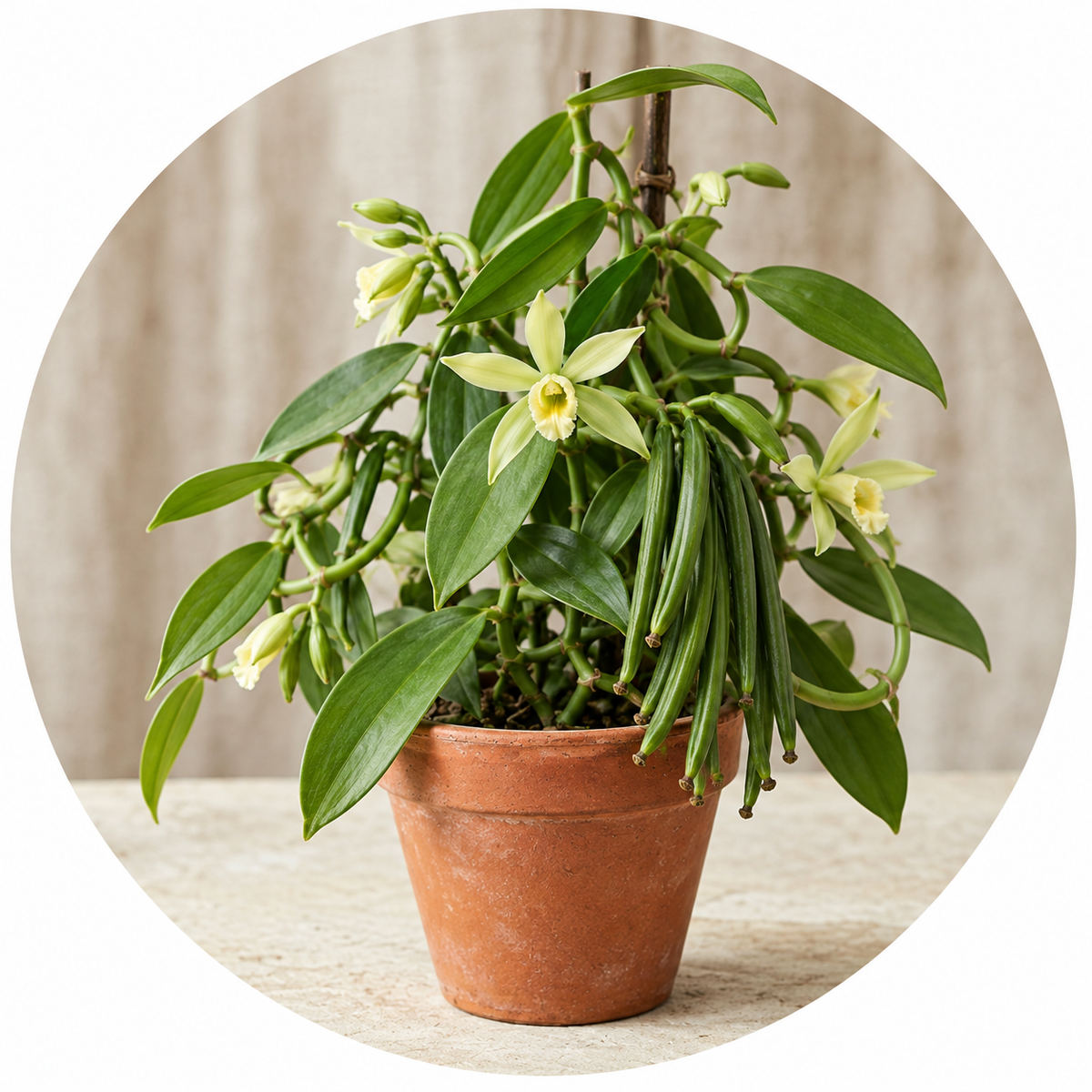 A potted vanilla orchid plant with green leaves and pale yellow flowers in a terracotta pot, centered against a softly blurred beige background.