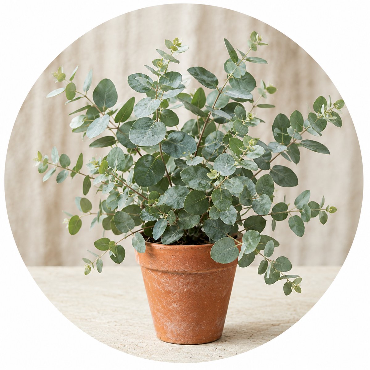 A potted eucalyptus plant with silvery-green round leaves in a classic terracotta pot, set against a neutral beige background inside a circular frame.