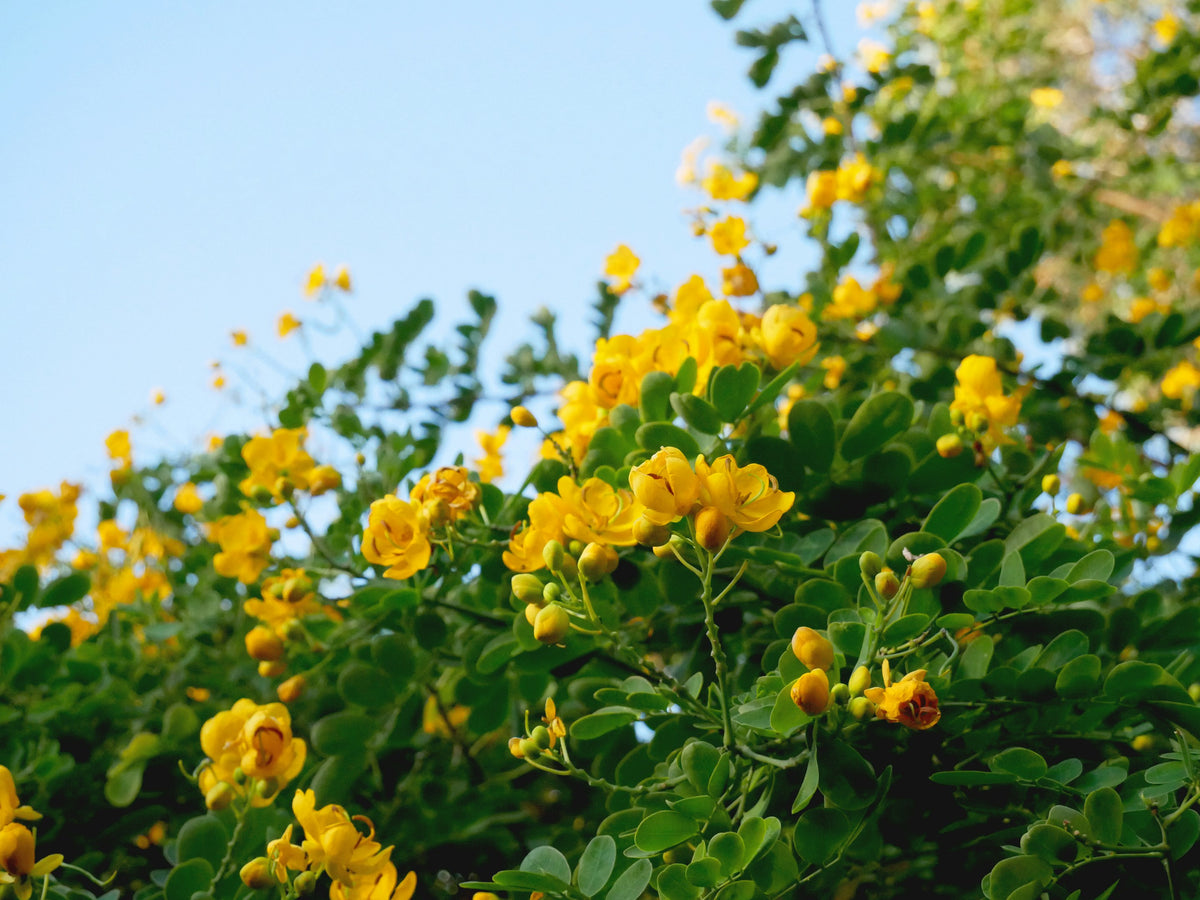 Mullein Leaf Extract | Shop Mullein Extract - Nature’s Answer – Nature ...